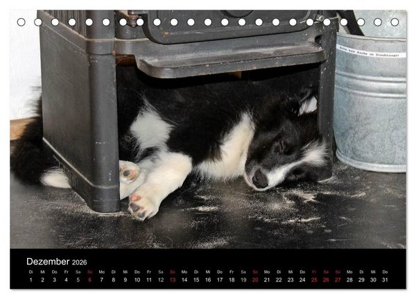 Produktbild: Border Collies machen Urlaub in D&auml;nemark (Tischkalender 2026 DIN A5 quer), CALVENDO Monatskalender