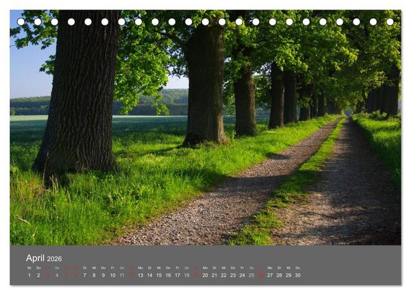 Produktbild: B&auml;ume (Tischkalender 2026 DIN A5 quer), CALVENDO Monatskalender