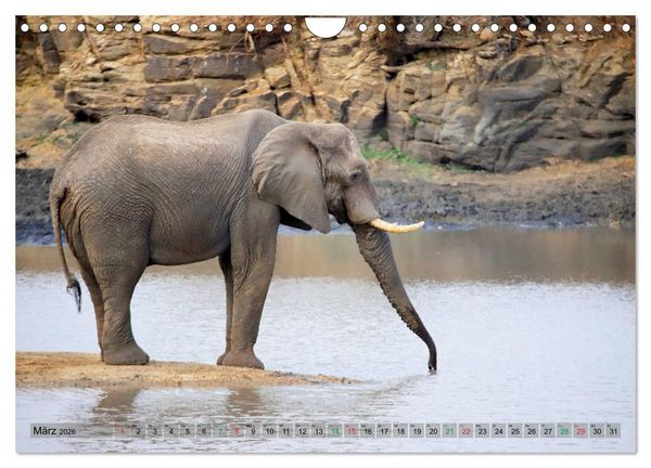 Produktbild: Elefanten in Afrika (Wandkalender 2026 DIN A4 quer), CALVENDO Monatskalender
