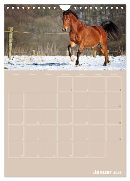 Produktbild: Pferde / Planer (Wandkalender 2026 DIN A4 hoch), CALVENDO Monatskalender
