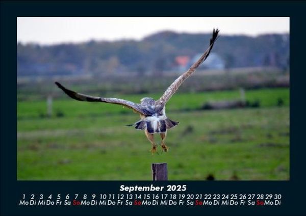 Produktbild: Vogelparadies 2025 Fotokalender DIN A5