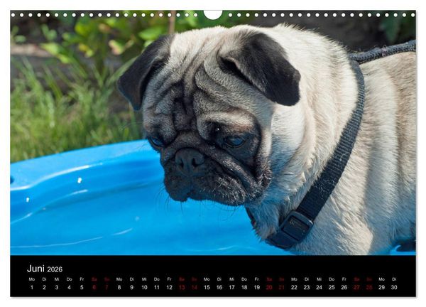 Produktbild: Alles Mops-Kalender 2026 (Wandkalender 2026 DIN A3 quer), CALVENDO Monatskalender