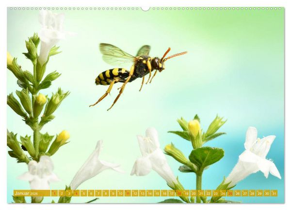 Produktbild: Sechs Beine in der Luft - Wildbienen im Flug (hochwertiger Premium Wandkalender 2026 DIN A2 quer), Kunstdruck in Hochglanz