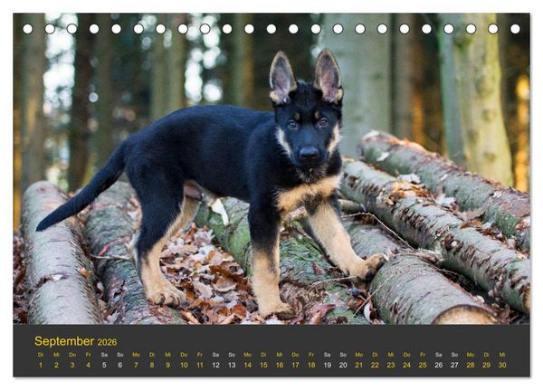 Produktbild: Deutscher Sch&auml;ferhund-Welpe - aus der Ostdeutschen Arbeitslinie (Tischkalender 2026 DIN A5 quer), CALVENDO Monatskalender
