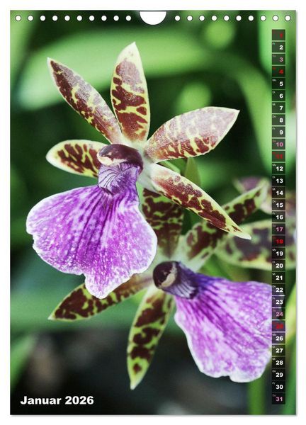 Produktbild: Freude an Orchideen (Wandkalender 2026 DIN A4 hoch), CALVENDO Monatskalender