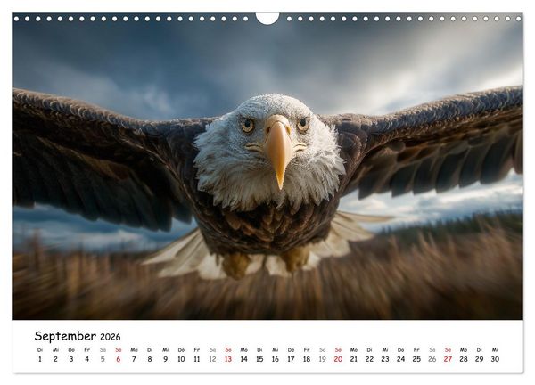 Produktbild: Majest&auml;tische Wei&szlig;kopfseeadler - Der K&ouml;nig der L&uuml;fte (Wandkalender 2026 DIN A3 quer), CALVENDO Monatskalender