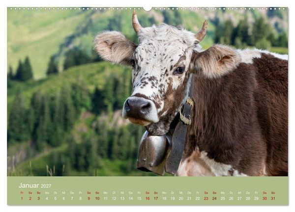 Produktbild: Allg&auml;uer Rindvieh 2027 (hochwertiger Premium Wandkalender 2027 DIN A2 quer), Kunstdruck in Hochglanz