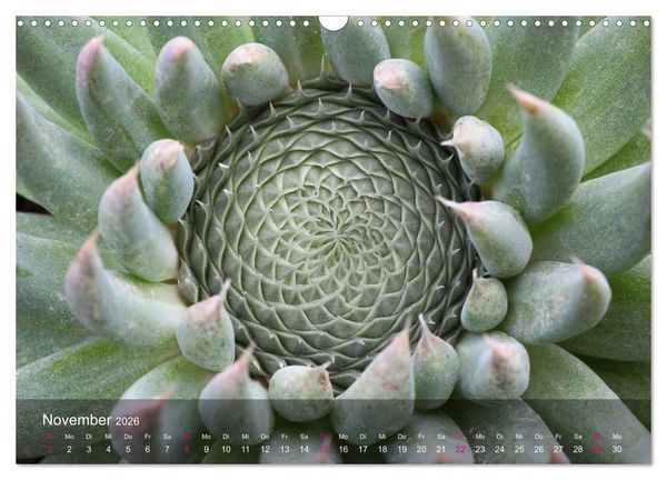 Produktbild: Sukkulenten in Haus und Garten (Wandkalender 2026 DIN A3 quer), CALVENDO Monatskalender