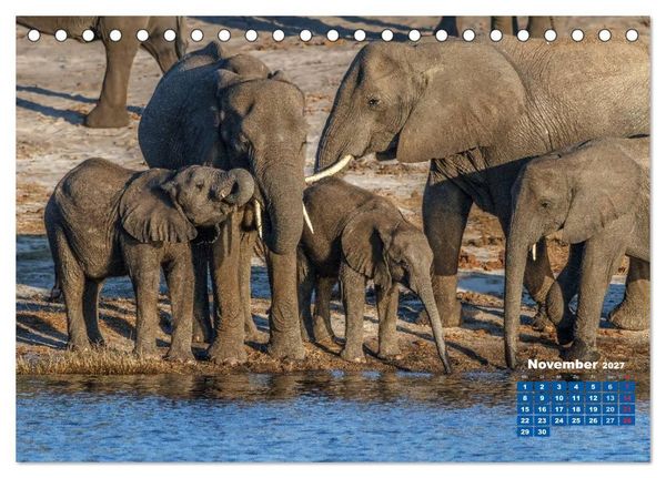Produktbild: Afrikas Tierwelt: Elefantenbabys (Tischkalender 2027 DIN A5 quer), CALVENDO Monatskalender