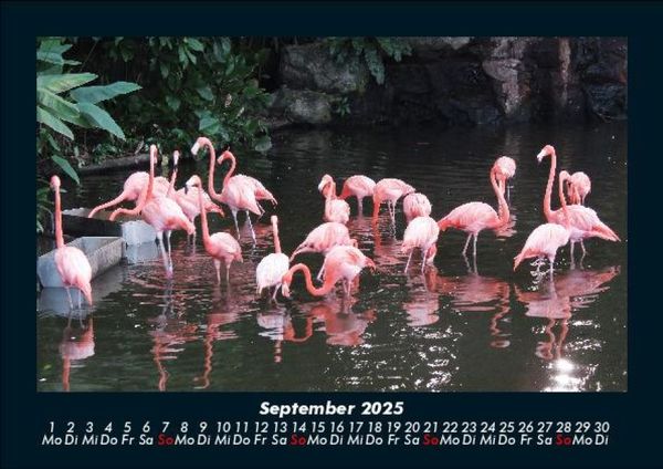 Produktbild: V&ouml;gel 2025 Fotokalender DIN A5