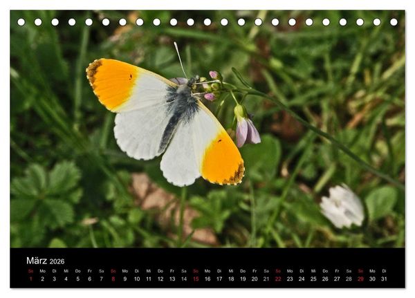 Produktbild: Heimische Schmetterlinge (Tischkalender 2026 DIN A5 quer), CALVENDO Monatskalender