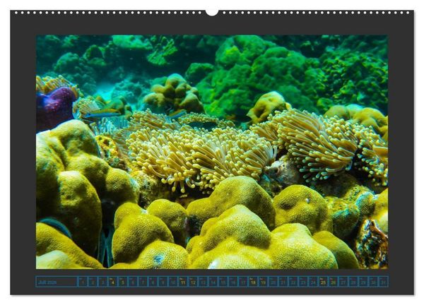 Produktbild: Unterwasserwelt - Das Leben am Korallenriff (hochwertiger Premium Wandkalender 2026 DIN A2 quer), Kunstdruck in Hochglanz