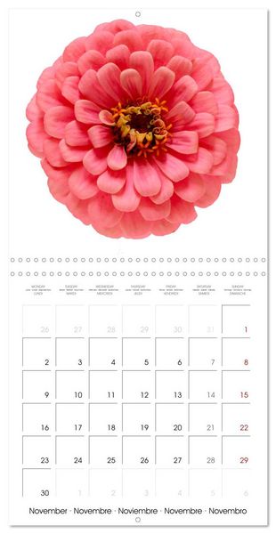 Produktbild: Beautiful Zinnias (Wall Calendar 2026 12 &times; 12 Inch) CALVENDO 12 Month Wall Calendar