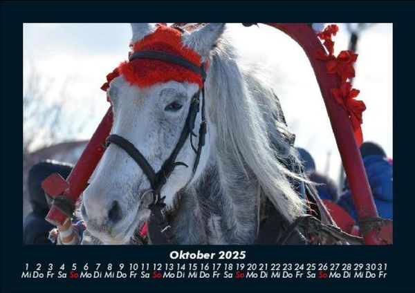 Produktbild: Pferde Kalender 2025 Fotokalender DIN A5