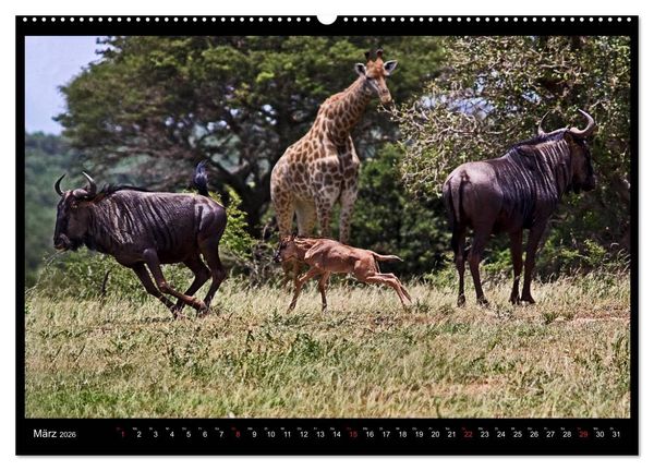 Produktbild: S&Uuml;DAFRIKA Augenblicke (Wandkalender 2026 DIN A2 quer), CALVENDO Monatskalender