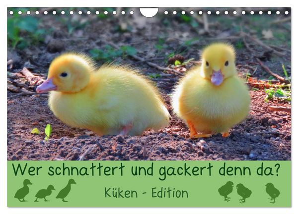 Produktbild: Wer schnattert und gackert denn da? - K&uuml;ken-Edition (Wandkalender 2026 DIN A4 quer), CALVENDO Monatskalender