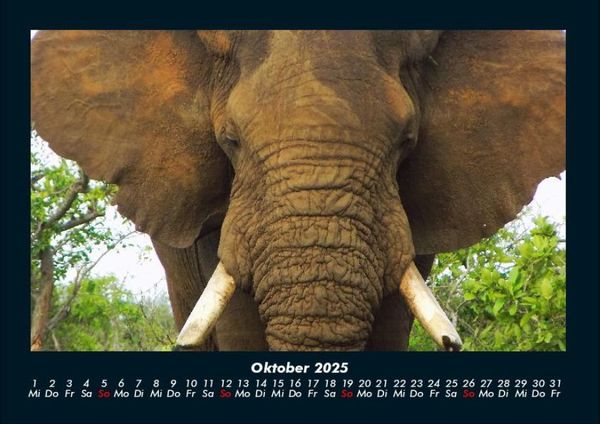 Produktbild: Der Elefantenkalender 2025 Fotokalender DIN A4