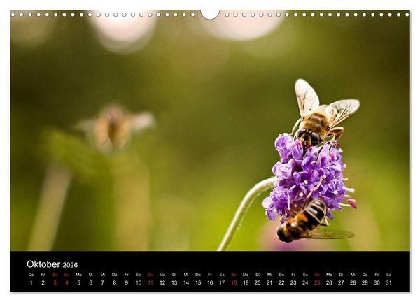 Produktbild: Bl&uuml;tenzauber 2026 (Wandkalender 2026 DIN A3 quer), CALVENDO Monatskalender