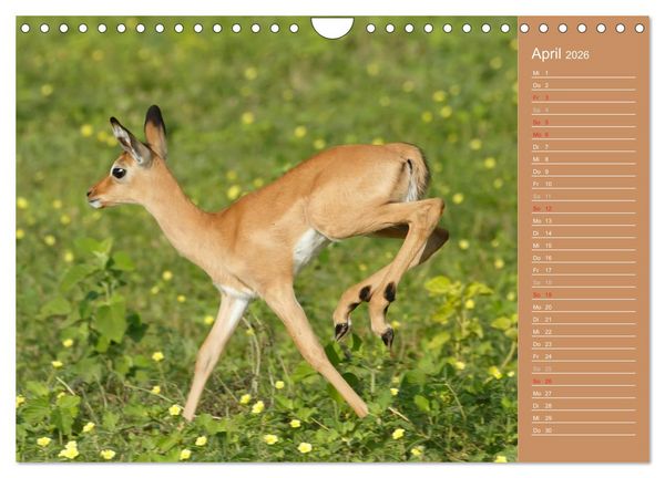Produktbild: Afrika - Faszinierende Tierwelt (Wandkalender 2026 DIN A4 quer), CALVENDO Monatskalender