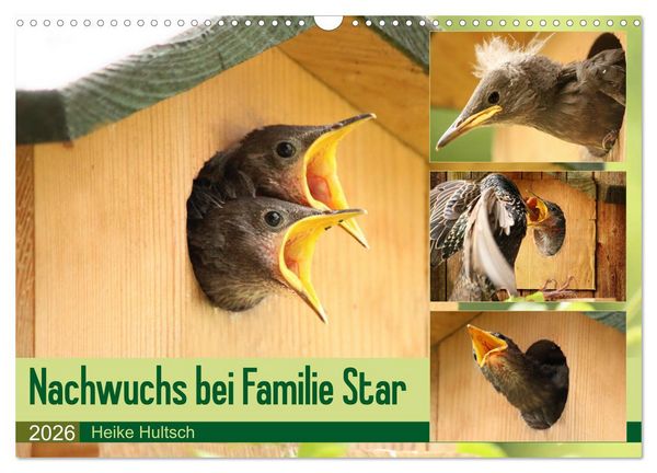 Produktbild: Nachwuchs bei Familie Star (Wandkalender 2026 DIN A3 quer), CALVENDO Monatskalender