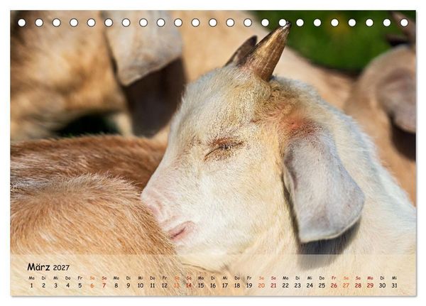 Produktbild: Albziegen (Tischkalender 2027 DIN A5 quer), CALVENDO Monatskalender