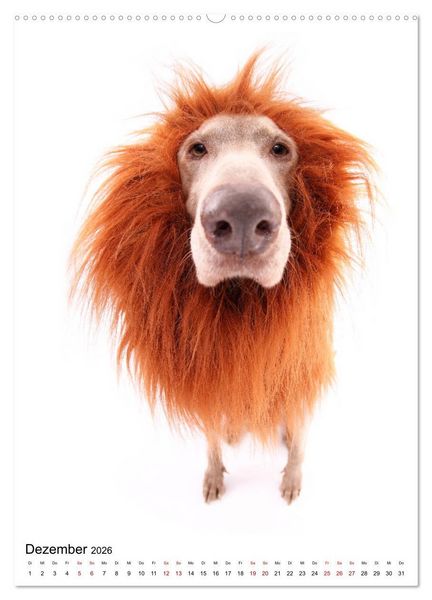 Produktbild: Der Fisheye Tiere Kalender (hochwertiger Premium Wandkalender 2026 DIN A2 hoch), Kunstdruck in Hochglanz