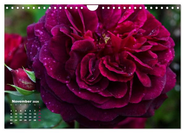 Produktbild: Zauberhafter Rosenreigen (Wandkalender 2026 DIN A4 quer), CALVENDO Monatskalender