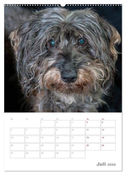Produktbild: Dackelportraits (hochwertiger Premium Wandkalender 2026 DIN A2 hoch), Kunstdruck in Hochglanz