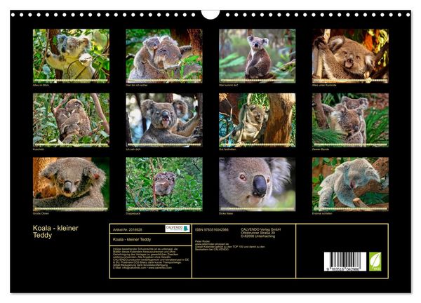 Produktbild: Koala - kleiner Teddy (Wandkalender 2026 DIN A3 quer), CALVENDO Monatskalender