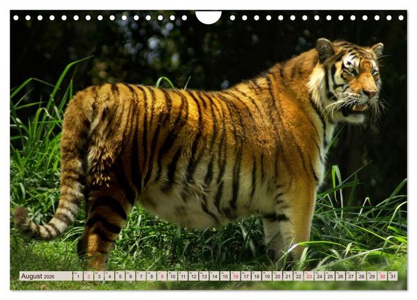 Produktbild: Tiger. Gestreift, wild u. sch&ouml;n (Wandkalender 2026 DIN A4 quer), CALVENDO Monatskalender