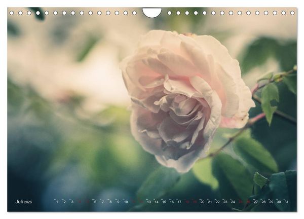 Produktbild: Die Welt der Alten Rosen (Wandkalender 2026 DIN A4 quer), CALVENDO Monatskalender