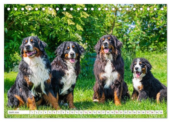 Produktbild: Berner Sennenhund - Ein Freund auf vier Pfoten (Tischkalender 2026 DIN A5 quer), CALVENDO Monatskalender