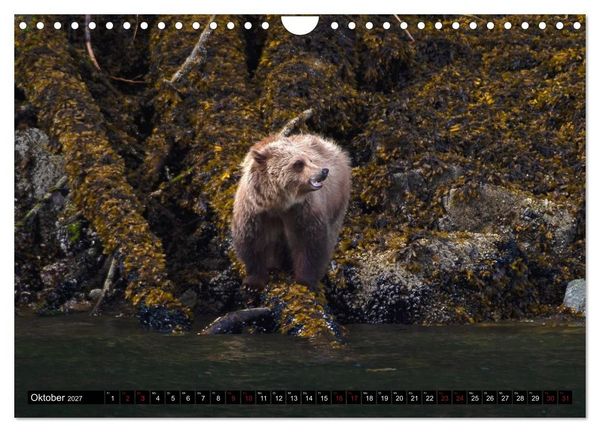 Produktbild: Grizzlys und Geisterb&auml;ren - Glendale Cove, Kanada (Wandkalender 2027 DIN A4 quer), CALVENDO Monatskalender