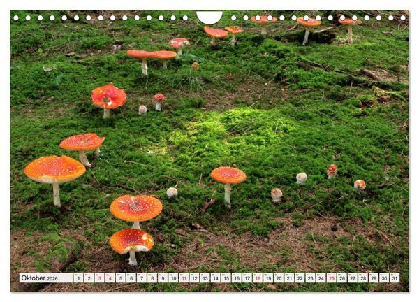 Produktbild: Pilze - tolle Funde (Wandkalender 2026 DIN A4 quer), CALVENDO Monatskalender
