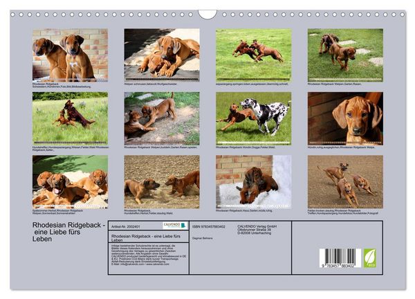 Produktbild: Rhodesian Ridgeback - eine Liebe f&uuml;rs Leben (Wandkalender 2026 DIN A3 quer), CALVENDO Monatskalender