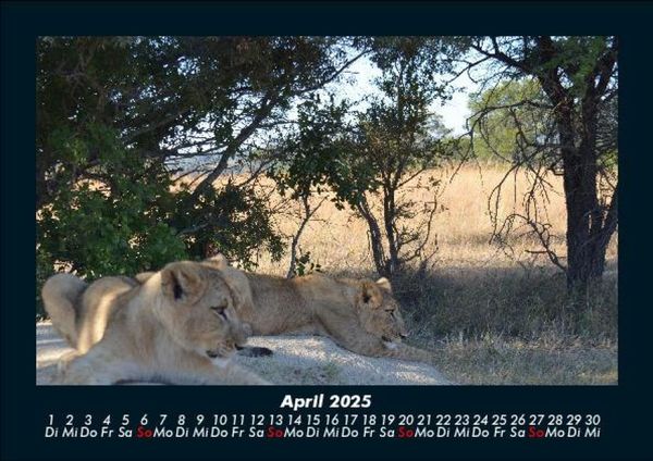 Produktbild: B&auml;ume 2025 Fotokalender DIN A5