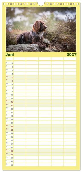Produktbild: Familienplaner 2027 - Passion Jagdhund - Deutsch Langhaar mit 5 Spalten (Wandkalender, 21 x 45 cm) CALVENDO