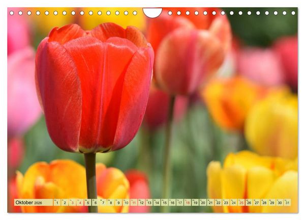 Produktbild: Tulpen. Zauberhafte Bl&uuml;tenpracht (Wandkalender 2026 DIN A4 quer), CALVENDO Monatskalender