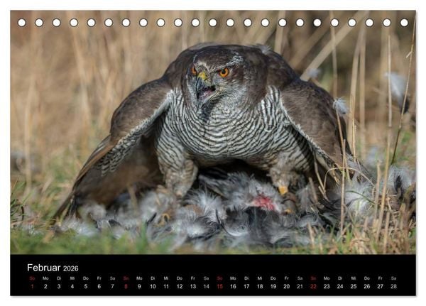 Produktbild: Falknerei Der Habicht (Tischkalender 2026 DIN A5 quer), CALVENDO Monatskalender