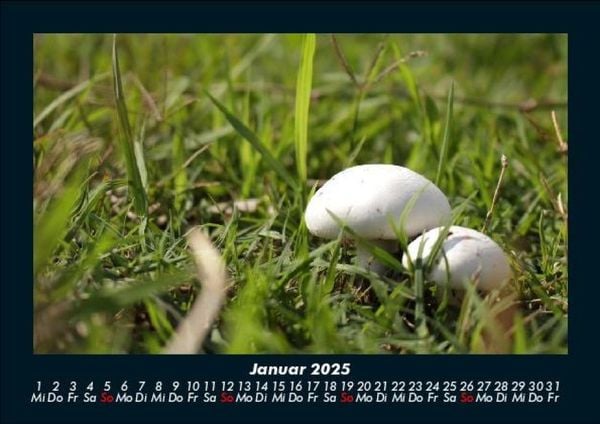Produktbild: Bilder aus der Natur 2025 Fotokalender DIN A5