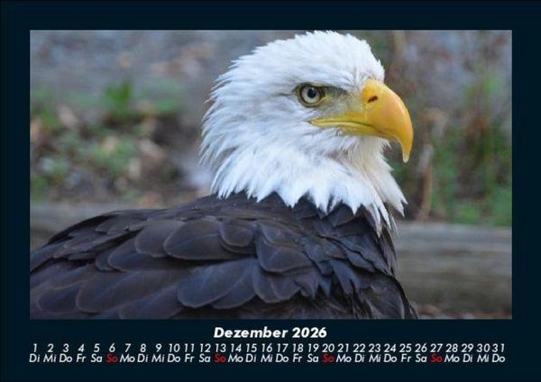 Produktbild: Welt der V&ouml;gel 2026 Fotokalender DIN A5