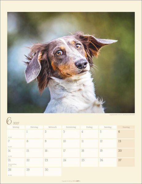 Produktbild: Dackel Kalender 2027
