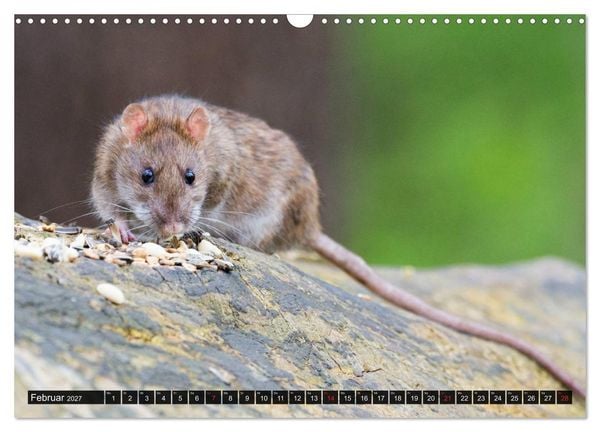 Produktbild: Abneigung und Ekel. Die unbeliebtesten Tiere (Wandkalender 2027 DIN A3 quer), CALVENDO Monatskalender