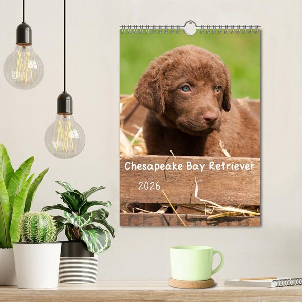Produktbild: Chesapeake Bay Retriever 2026 (Wandkalender 2026 DIN A4 hoch), CALVENDO Monatskalender