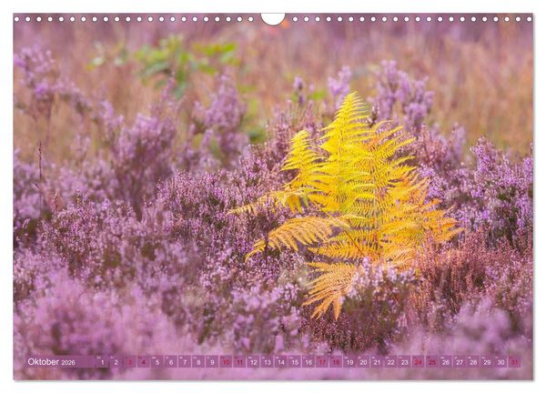 Produktbild: Romantische Heidebl&uuml;te (Wandkalender 2026 DIN A3 quer), CALVENDO Monatskalender