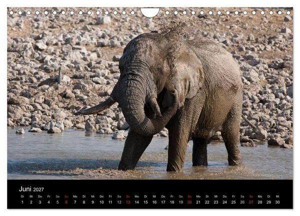 Produktbild: Wildlife Namibia (Wandkalender 2027 DIN A4 quer), CALVENDO Monatskalender