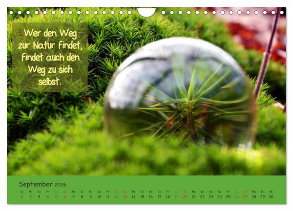 Produktbild: Wunderbare Waldkugeln (Wandkalender 2026 DIN A4 quer), CALVENDO Monatskalender