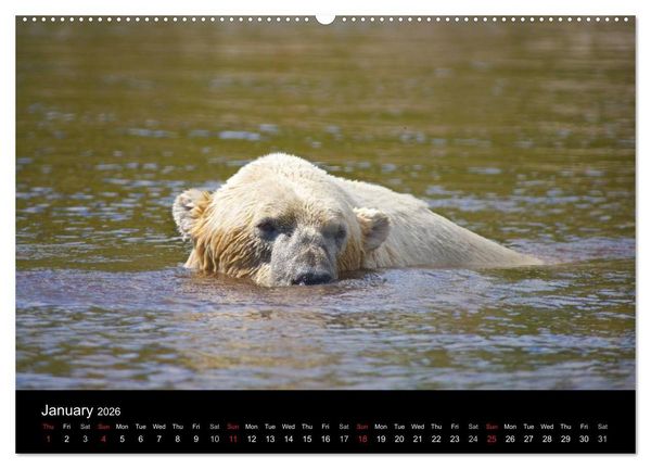 Produktbild: POLAR BEARS - ARCTIC LEGENDS (High Quality Premium Wall Calendar 2026 DIN A2 landscape),CALVENDO 12 Month Wall Calendar