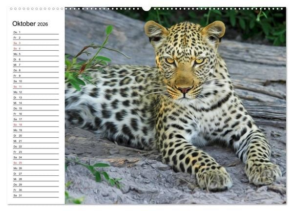 Produktbild: Leoparden. Elegante J&auml;ger (Wandkalender 2026 DIN A2 quer), CALVENDO Monatskalender