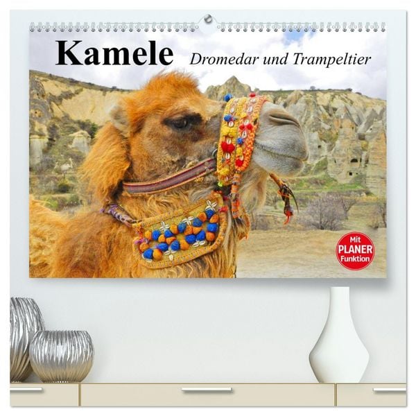 Kamele. Dromedar und Trampeltier (hochwertiger Premium Wandkalender 2026 DIN A2 quer), Kunstdruck in Hochglanz